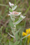 Rosy camphorweed